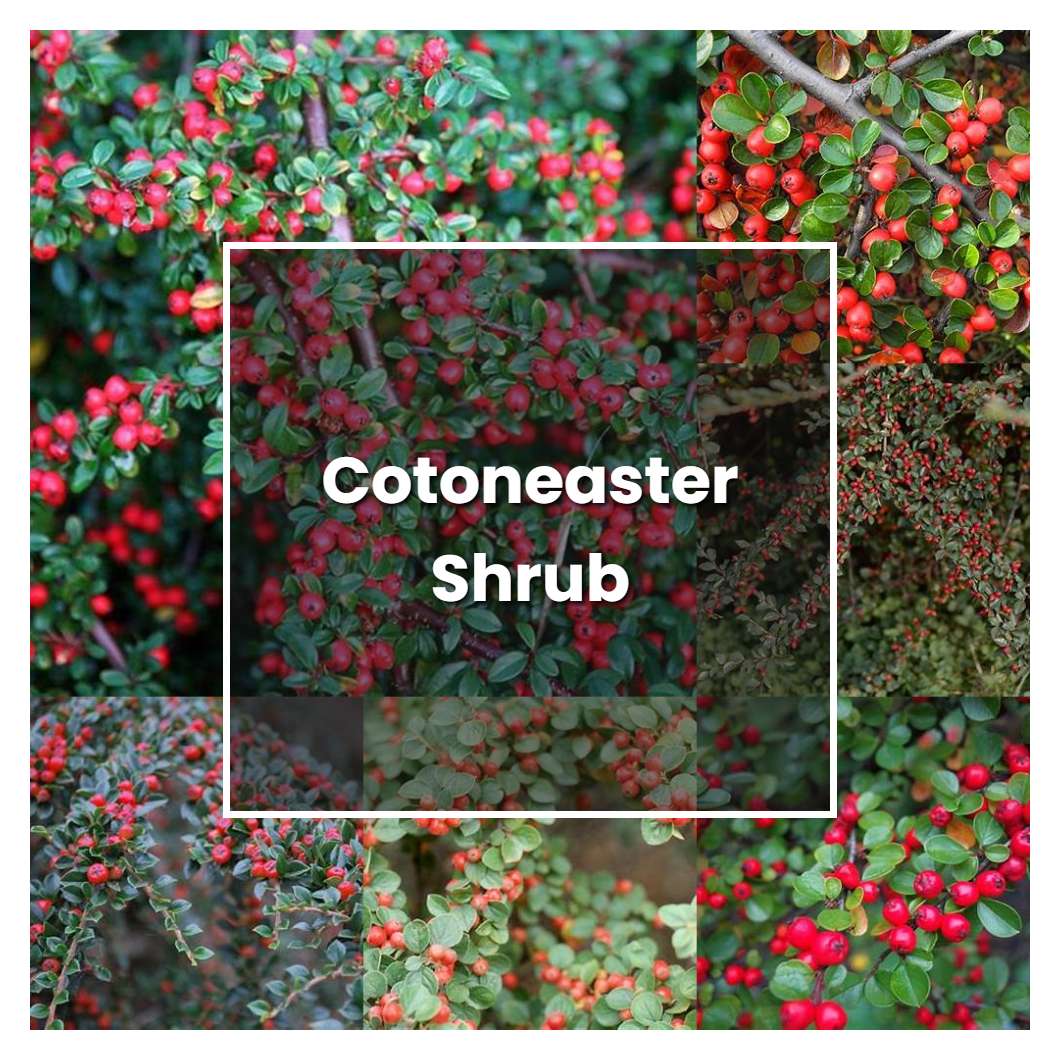 How to Grow Cotoneaster Shrub - Plant Care & Tips