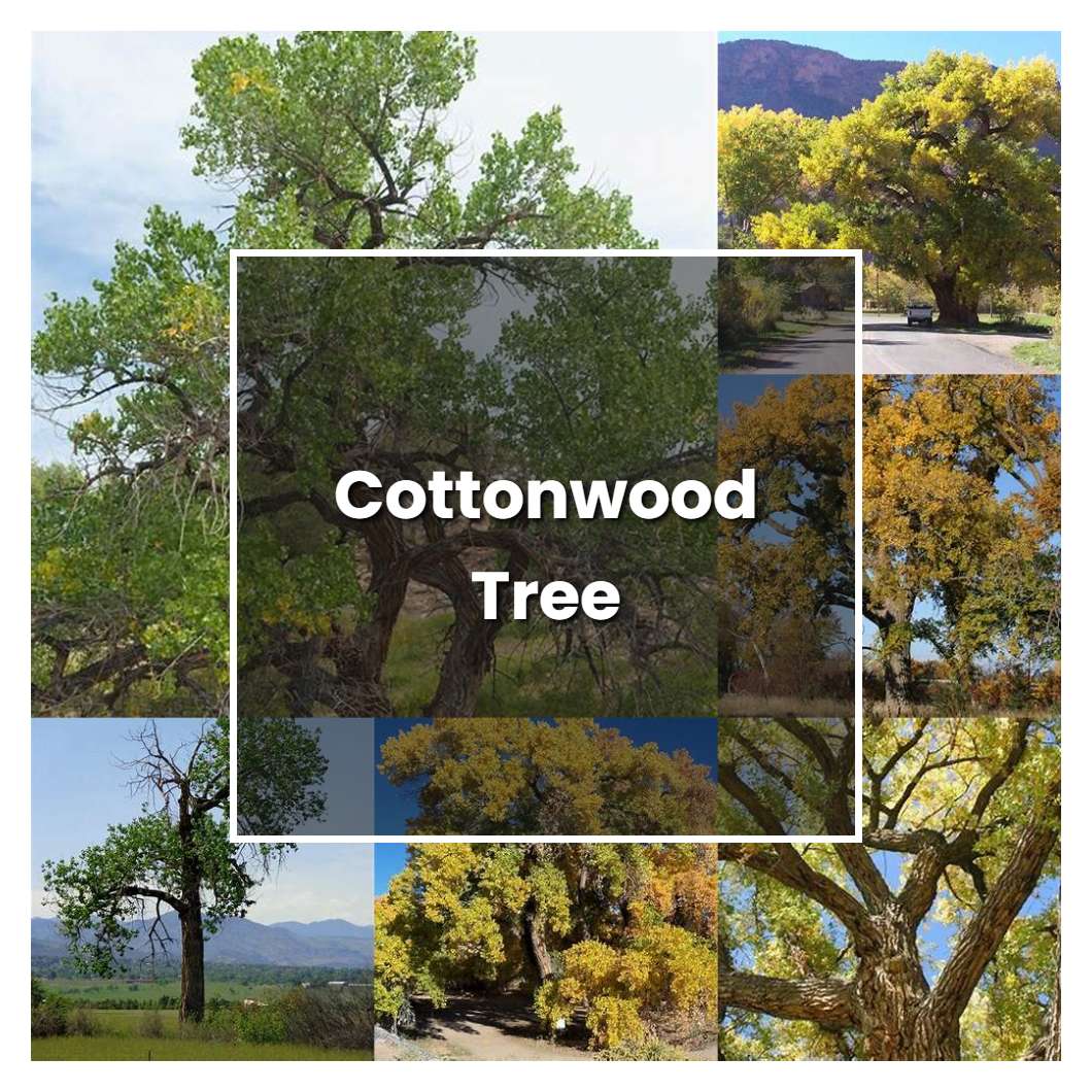 How to Grow Cottonwood Tree - Plant Care & Tips