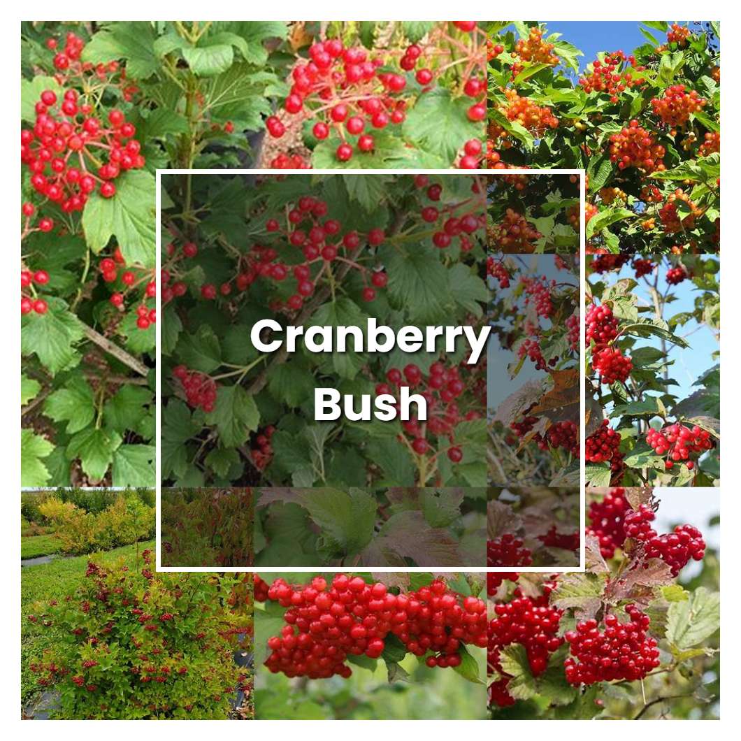 How to Grow Cranberry Bush - Plant Care & Tips