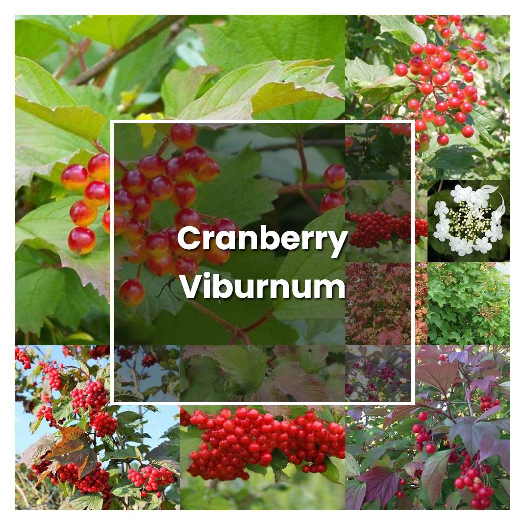 How to Grow Cranberry Viburnum - Plant Care & Tips