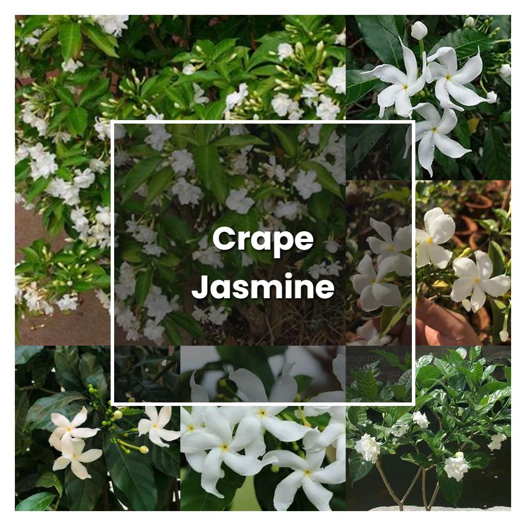 How to Grow Crape Jasmine - Plant Care & Tips