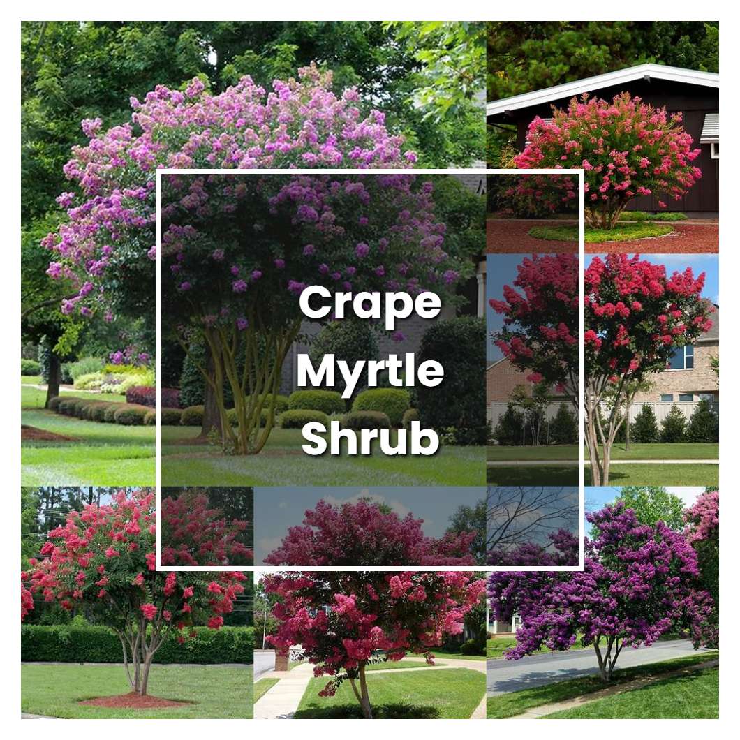 How to Grow Crape Myrtle Shrub - Plant Care & Tips