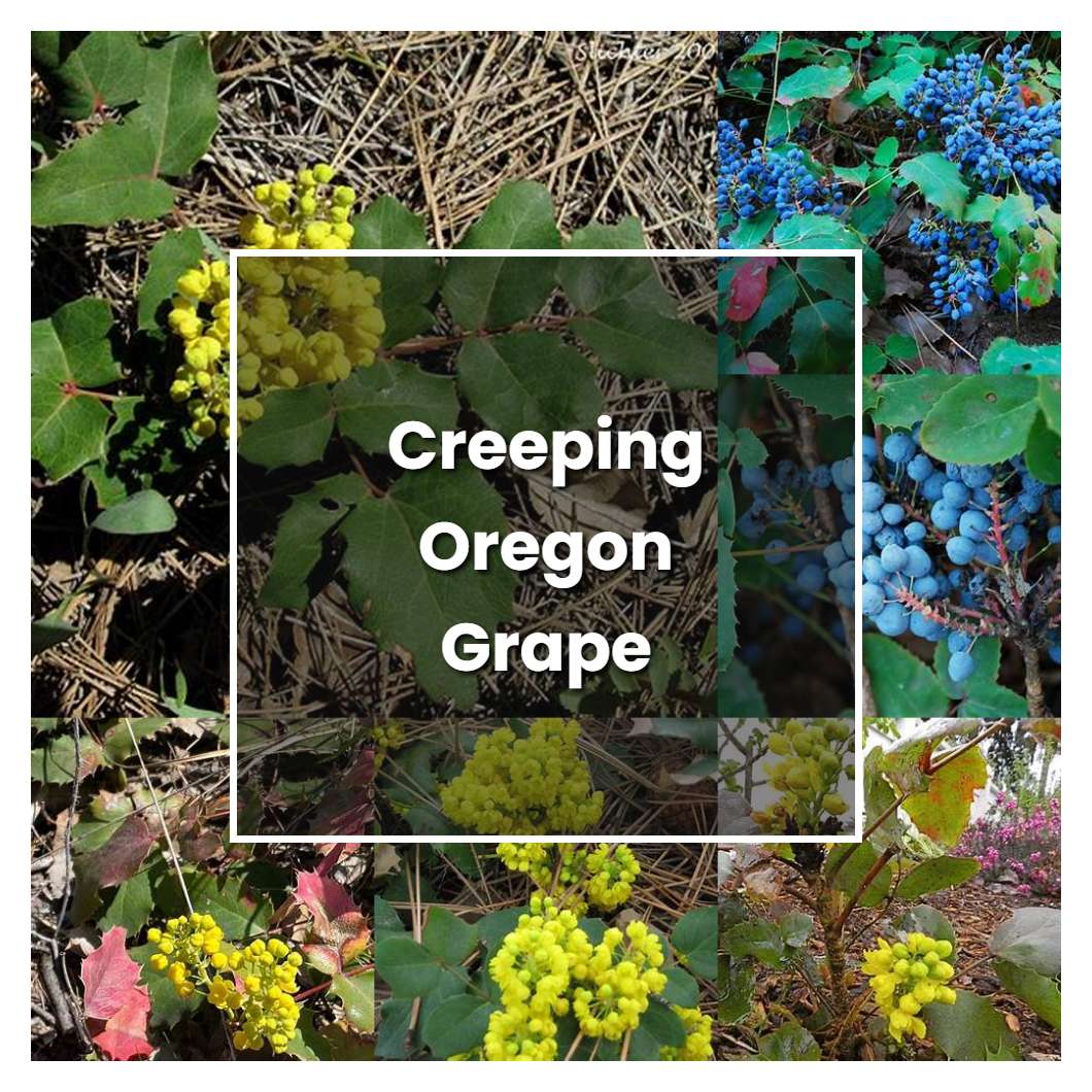 How to Grow Creeping Oregon Grape - Plant Care & Tips
