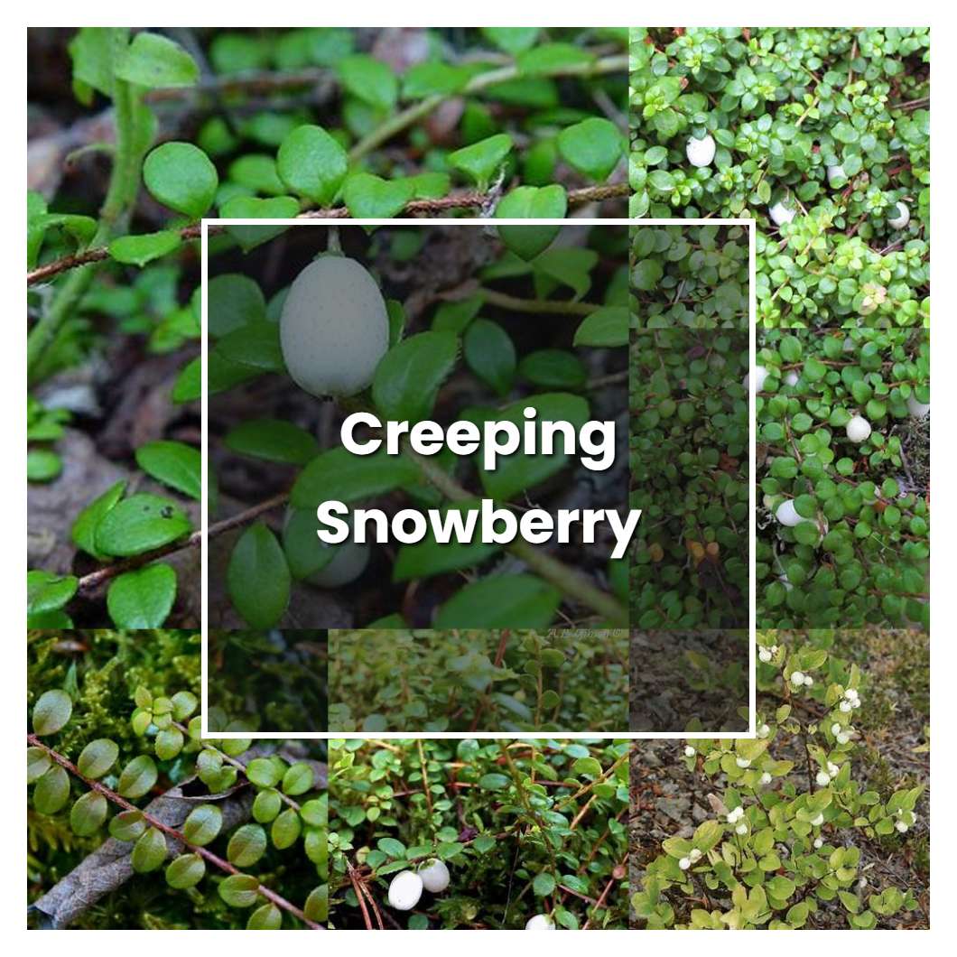 How to Grow Creeping Snowberry - Plant Care & Tips