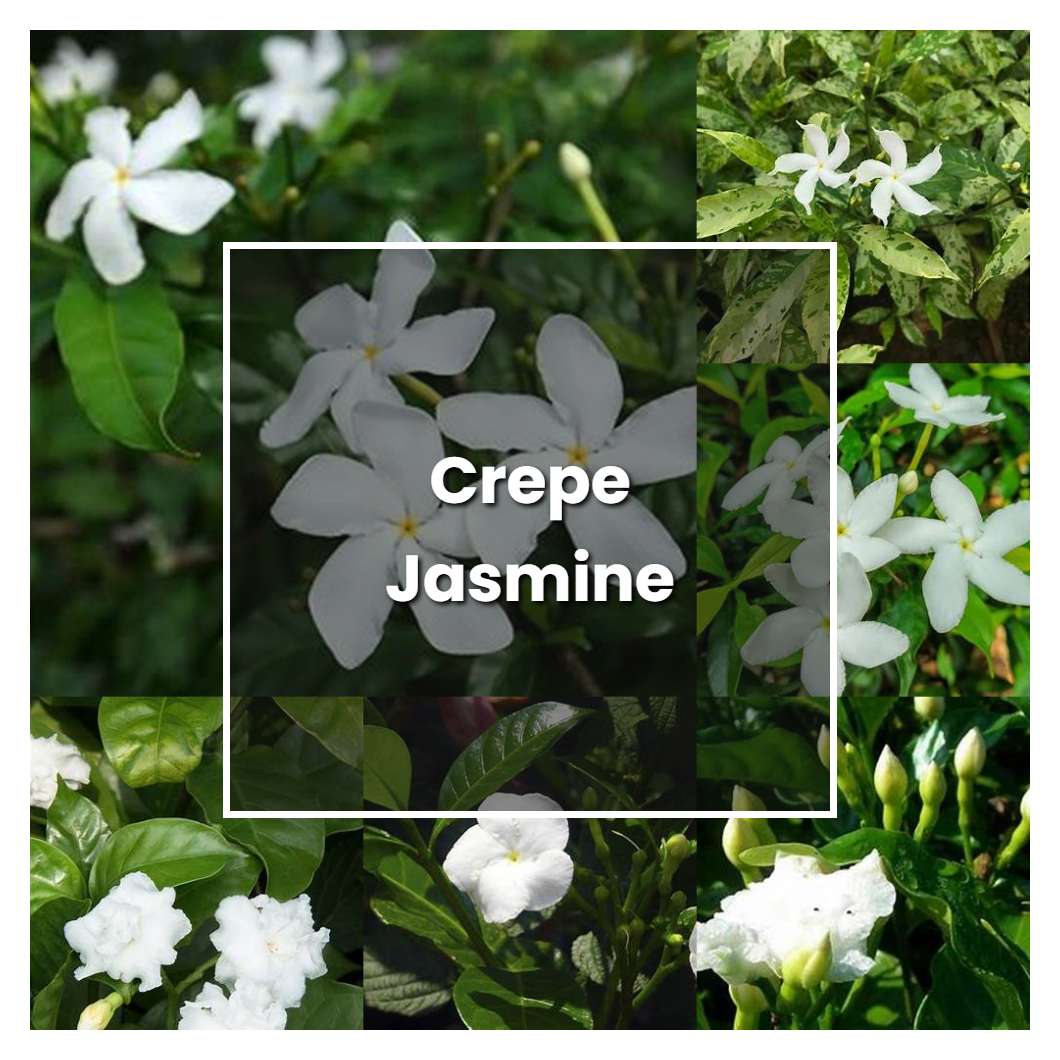 How to Grow Crepe Jasmine - Plant Care & Tips