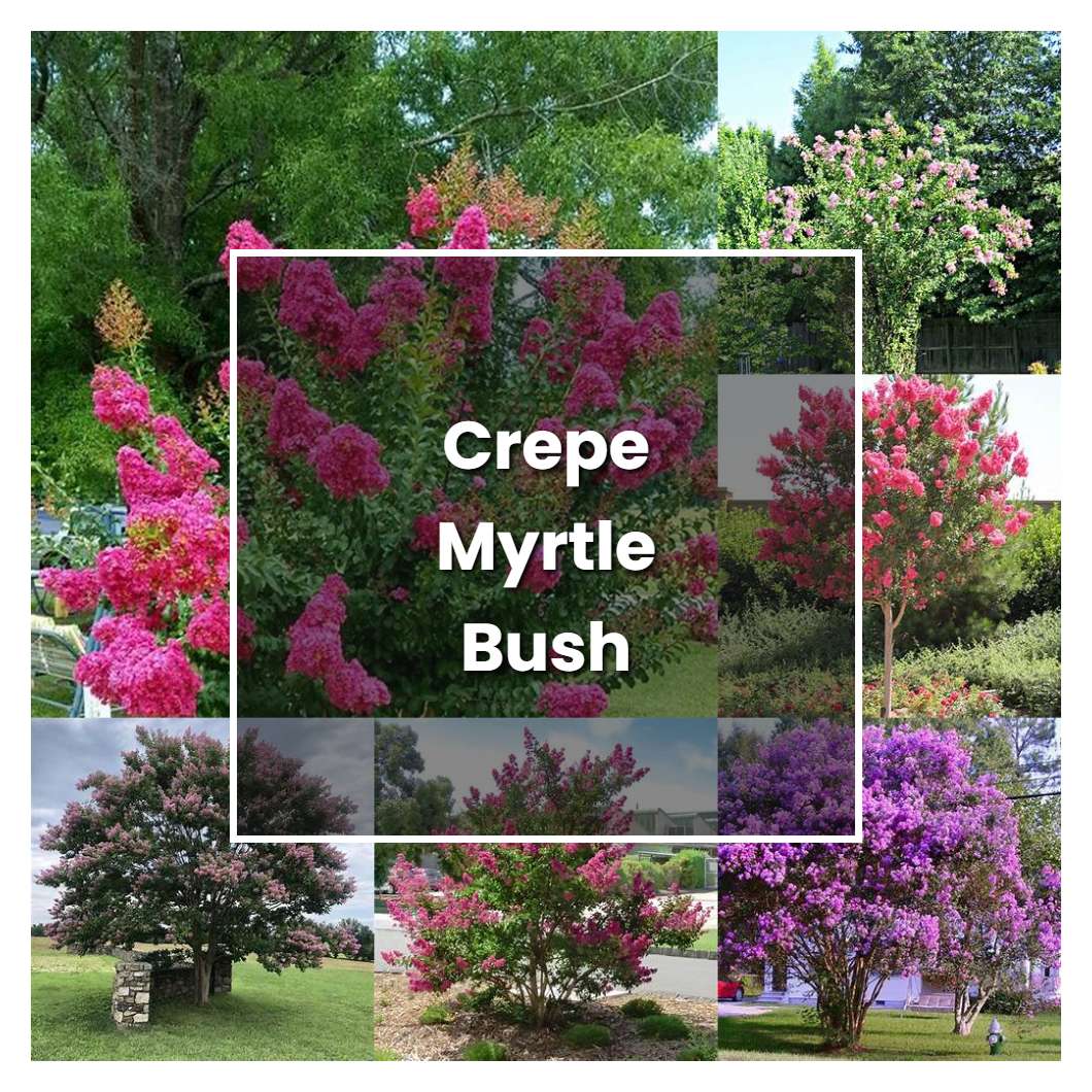 How to Grow Crepe Myrtle Bush - Plant Care & Tips