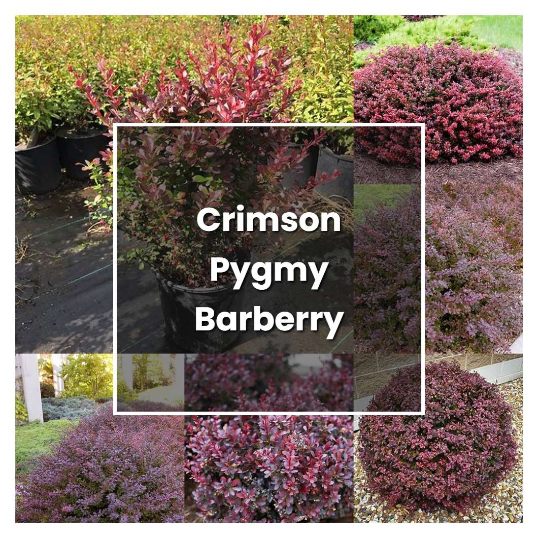 How to Grow Crimson Pygmy Barberry Shrub - Plant Care & Tips
