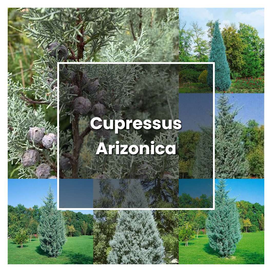 How to Grow Cupressus Arizonica - Plant Care & Tips