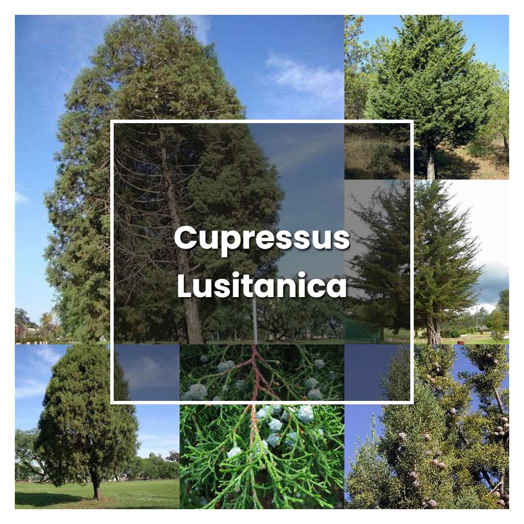 How to Grow Cupressus Lusitanica - Plant Care & Tips