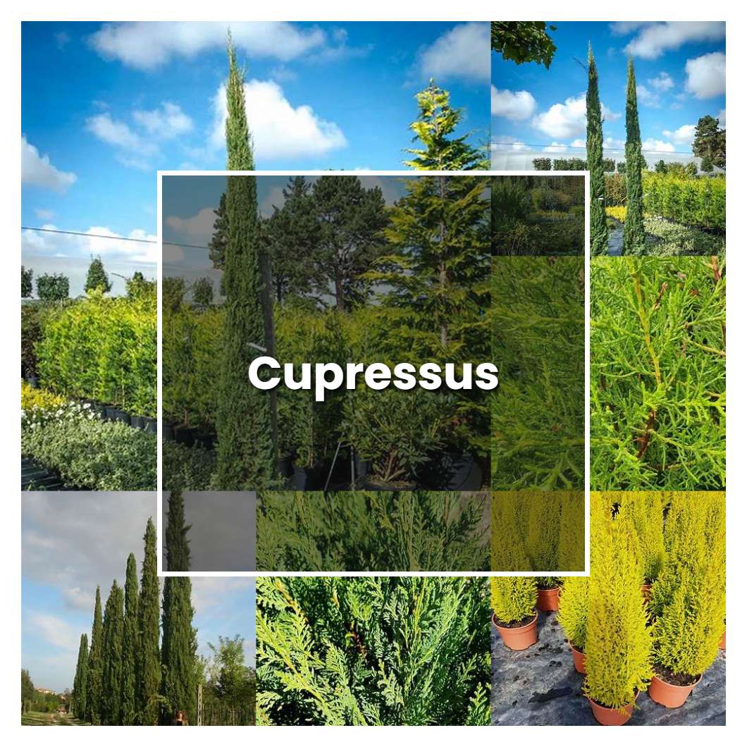 How to Grow Cupressus - Plant Care & Tips