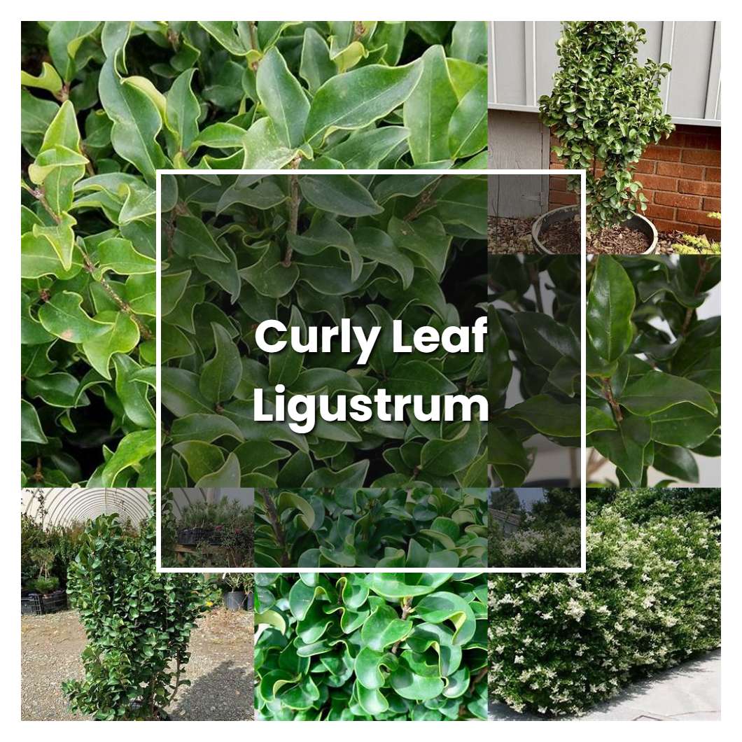 How to Grow Curly Leaf Ligustrum - Plant Care & Tips
