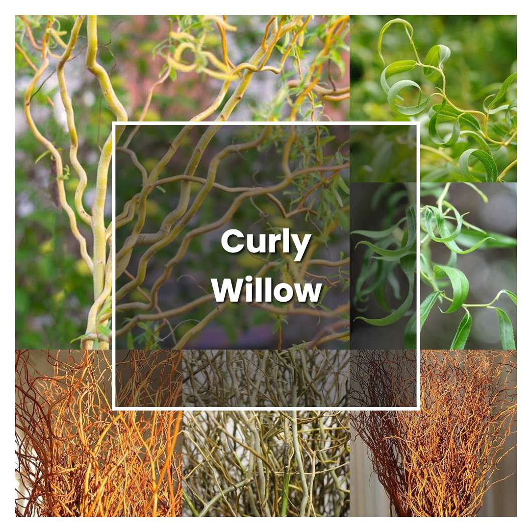 How to Grow Curly Willow - Plant Care & Tips