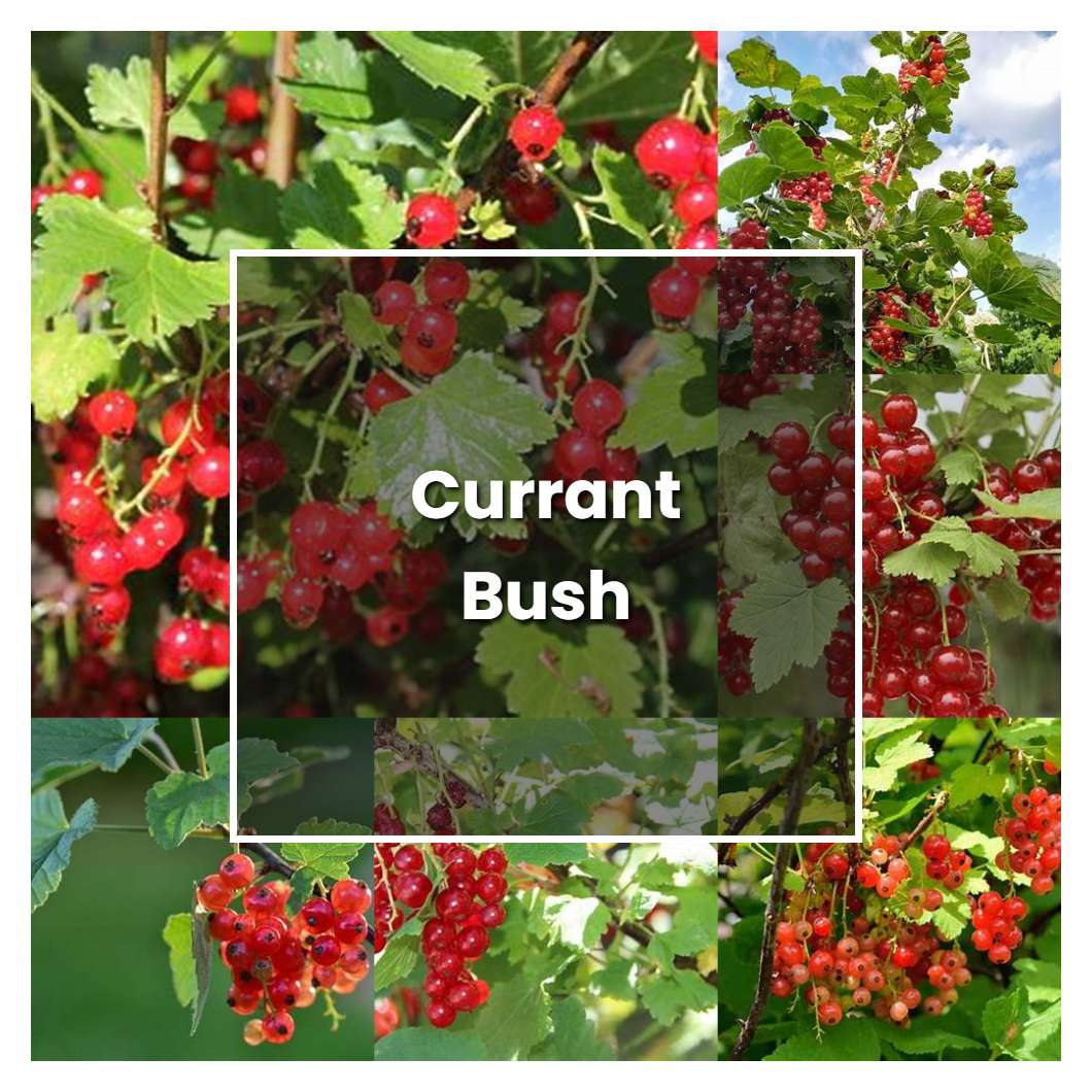 How to Grow Currant Bush - Plant Care & Tips