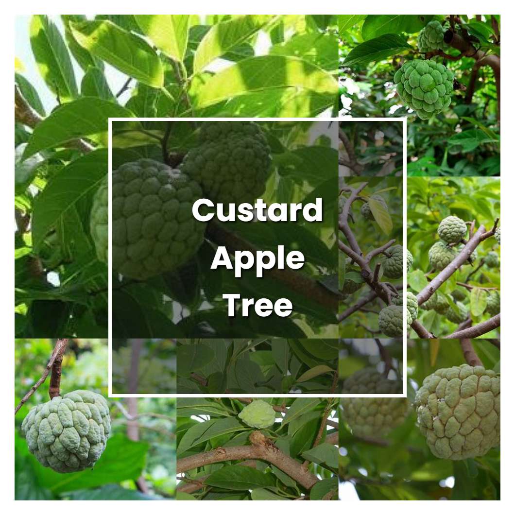 How to Grow Custard Apple Tree - Plant Care & Tips