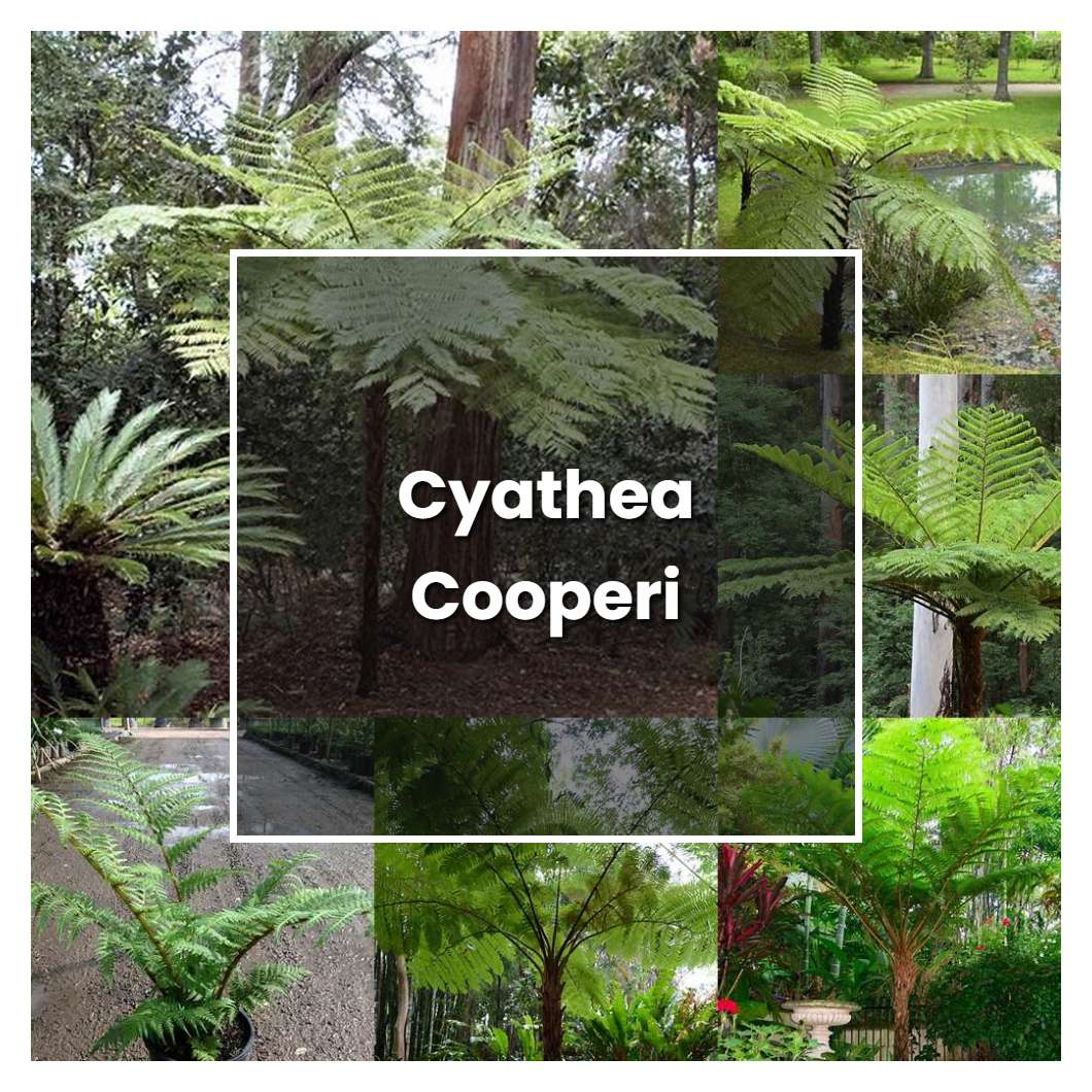 How to Grow Cyathea Cooperi - Plant Care & Tips
