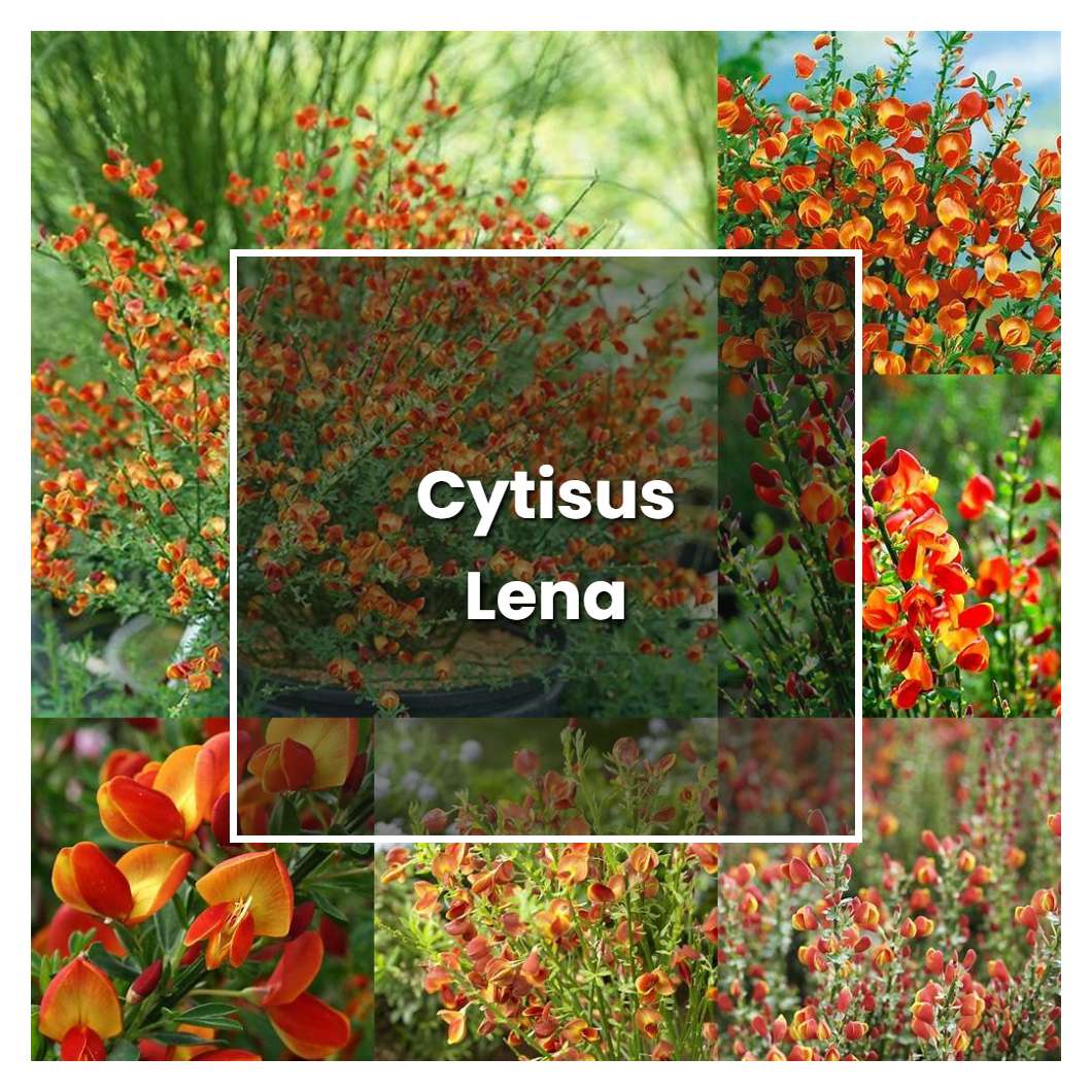 How to Grow Cytisus Lena - Plant Care & Tips