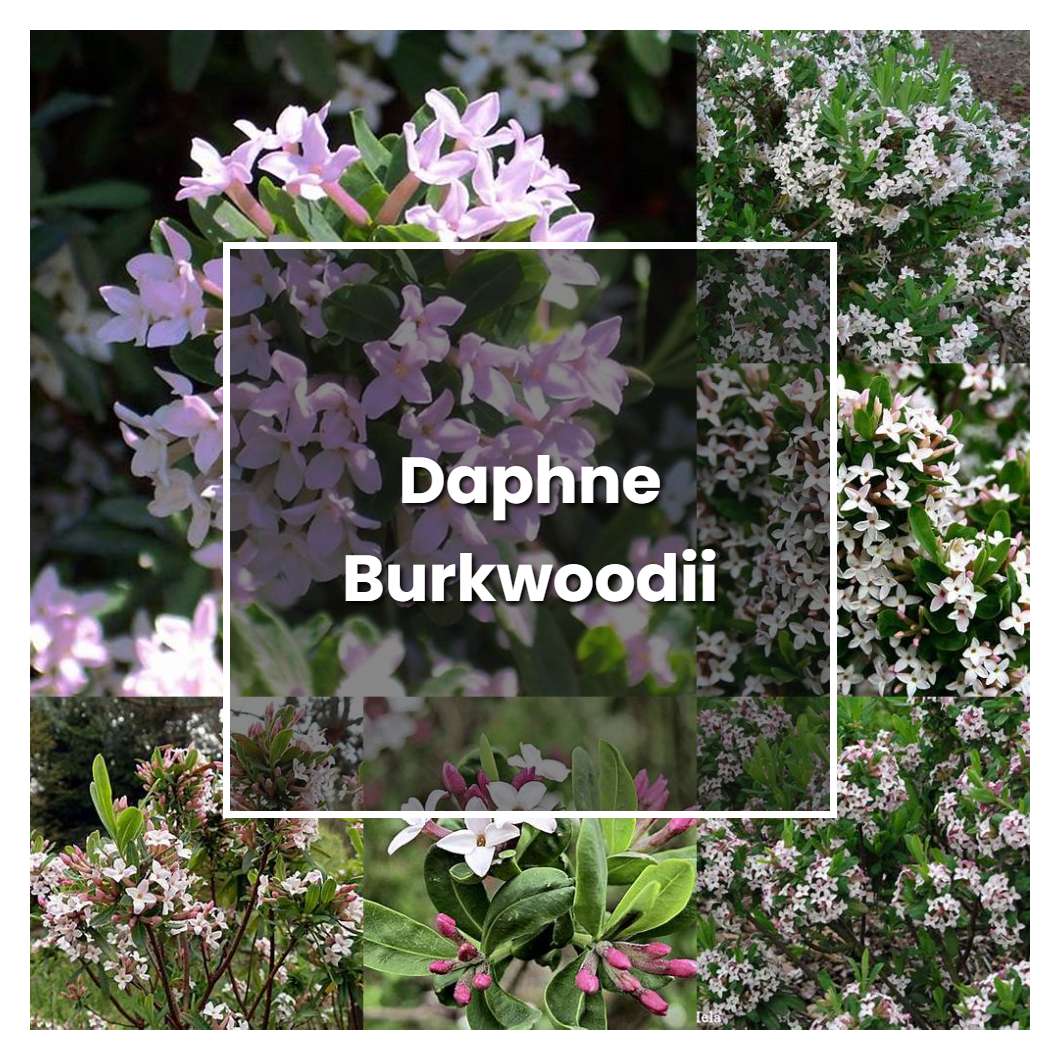 How to Grow Daphne Burkwoodii - Plant Care & Tips