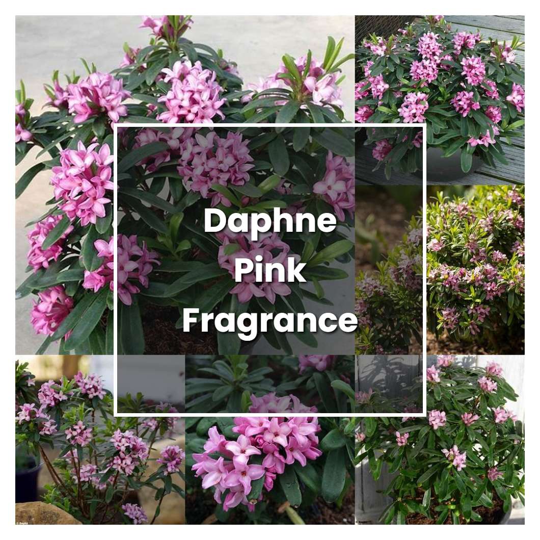 How to Grow Daphne Pink Fragrance - Plant Care & Tips