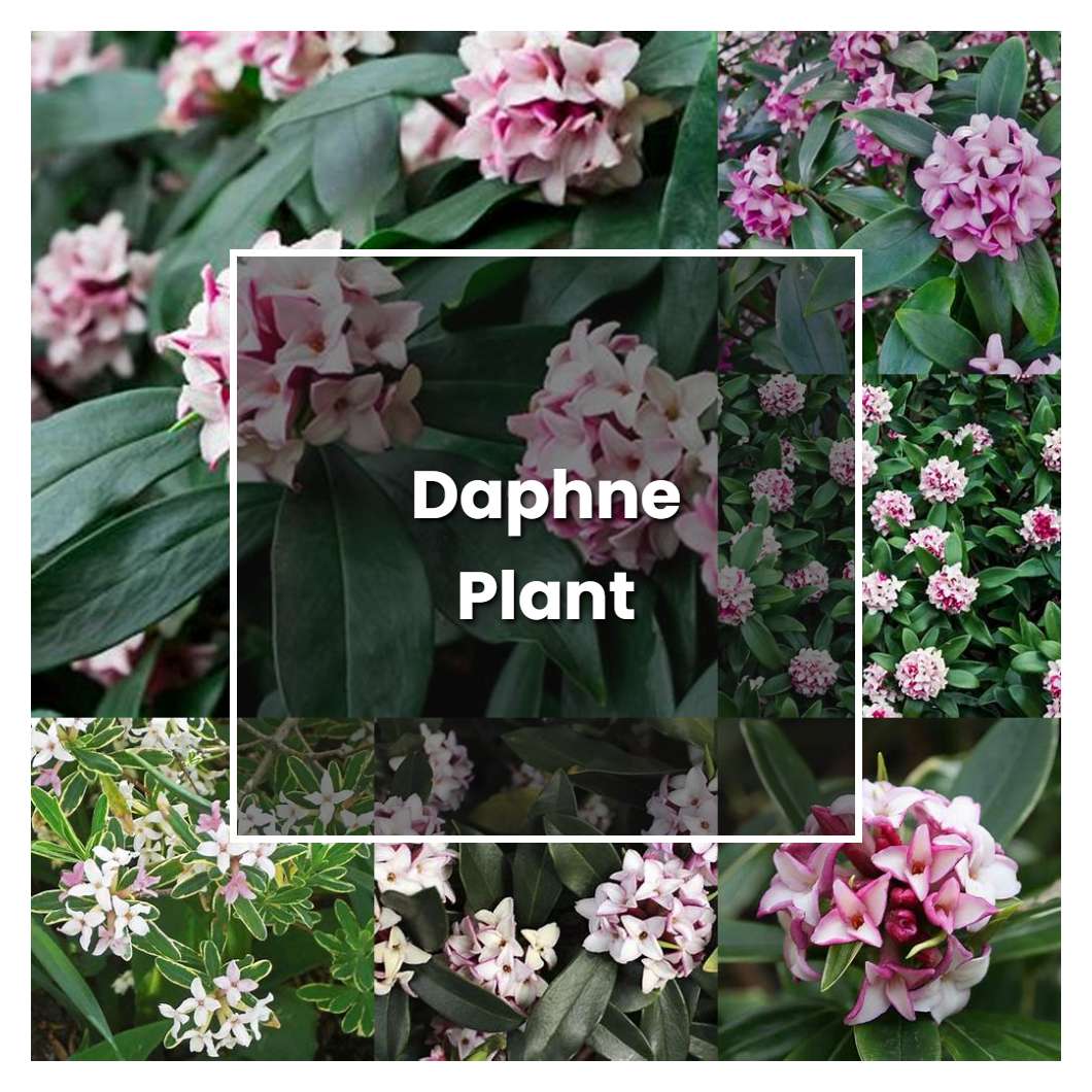 How to Grow Daphne Plant - Plant Care & Tips