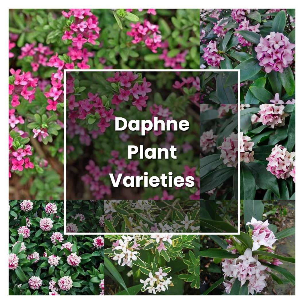 How to Grow Daphne Plant Varieties - Plant Care & Tips