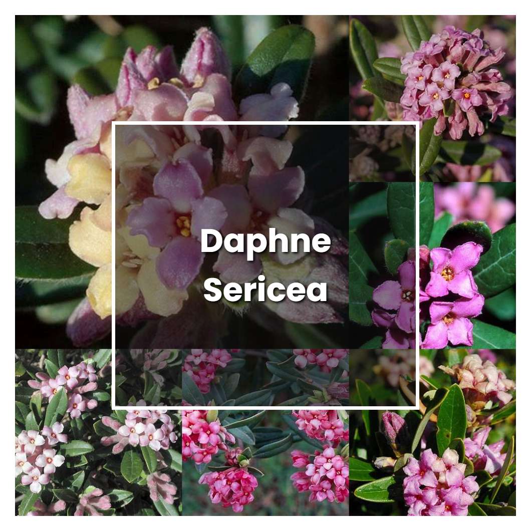 How to Grow Daphne Sericea - Plant Care & Tips