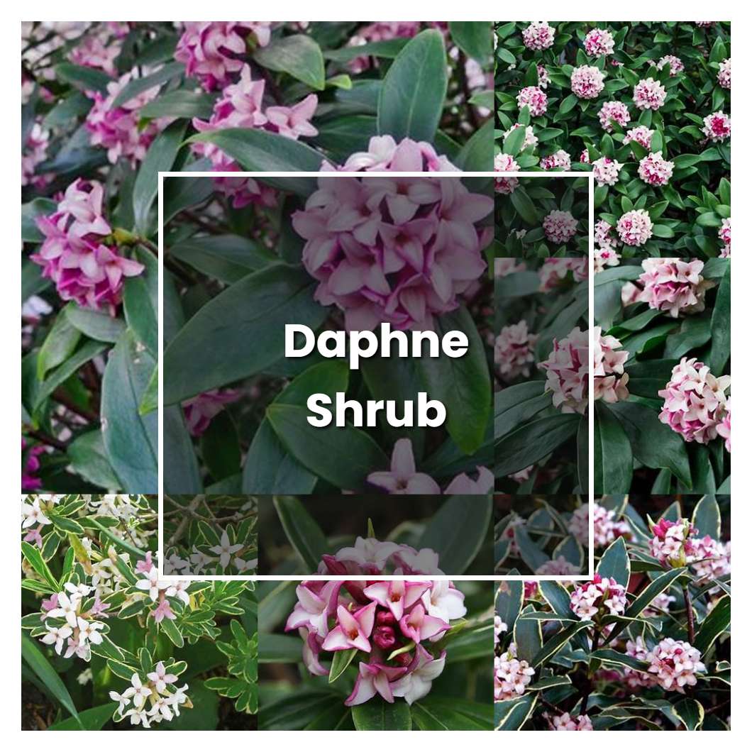 How to Grow Daphne Shrub - Plant Care & Tips