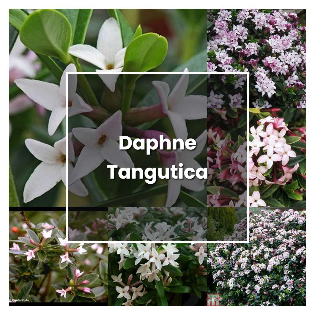 How to Grow Daphne Tangutica - Plant Care & Tips