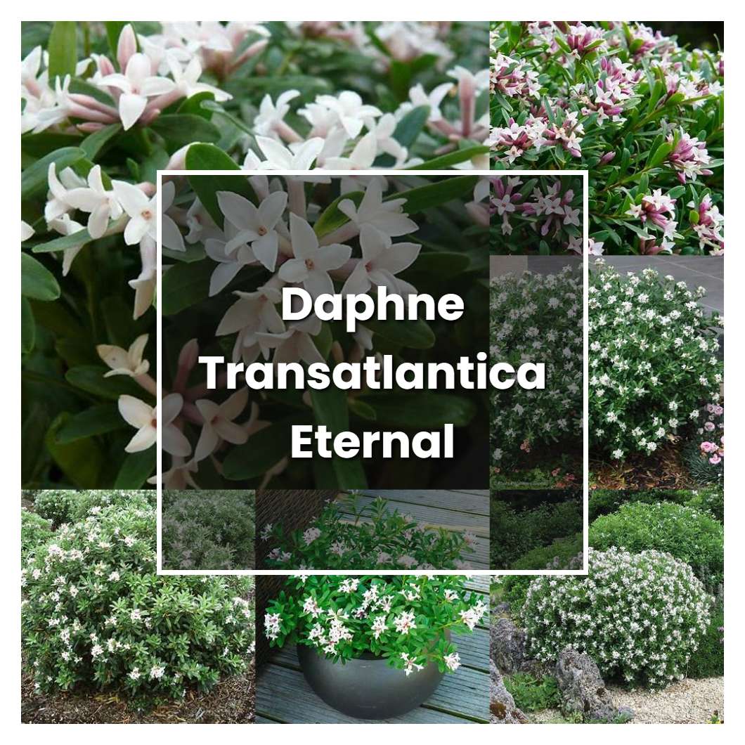 How to Grow Daphne Transatlantica Eternal Fragrance - Plant Care & Tips