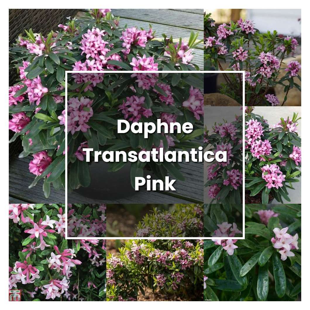 How to Grow Daphne Transatlantica Pink Fragrance - Plant Care & Tips