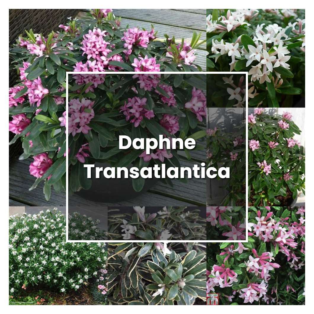 How to Grow Daphne Transatlantica - Plant Care & Tips