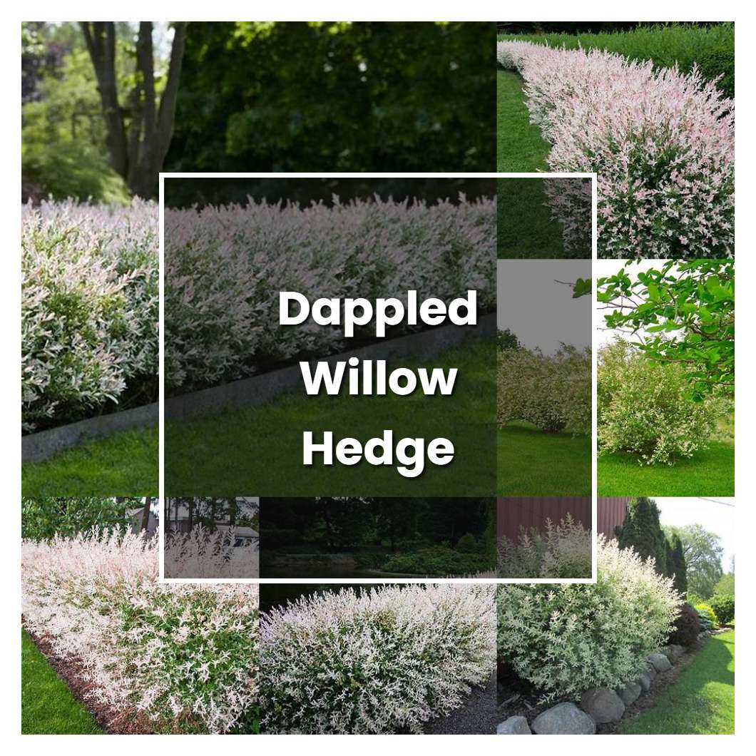 How to Grow Dappled Willow Hedge - Plant Care & Tips