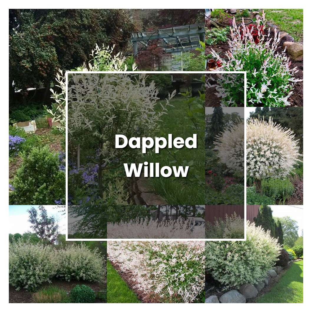 How to Grow Dappled Willow - Plant Care & Tips