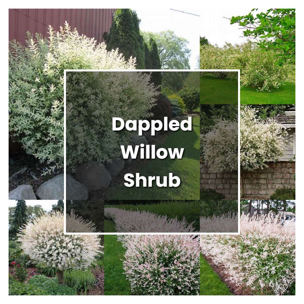 How to Grow Dappled Willow Shrub - Plant Care & Tips