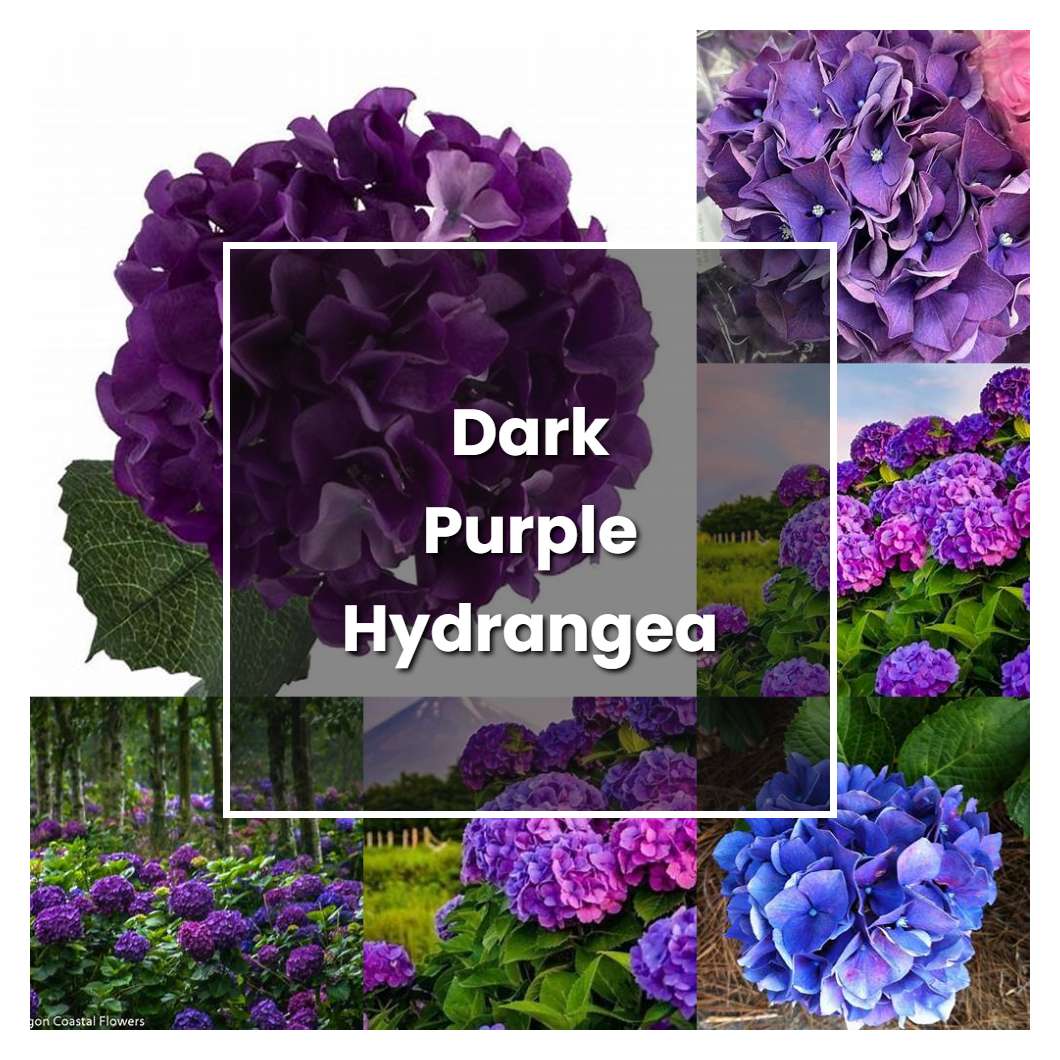 How to Grow Dark Purple Hydrangea - Plant Care & Tips