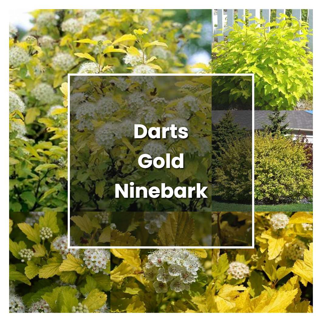How to Grow Darts Gold Ninebark - Plant Care & Tips