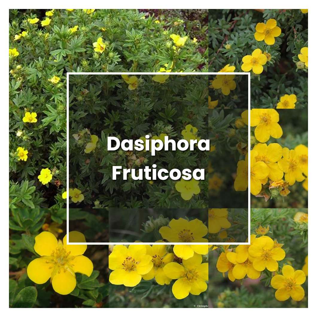 How to Grow Dasiphora Fruticosa - Plant Care & Tips