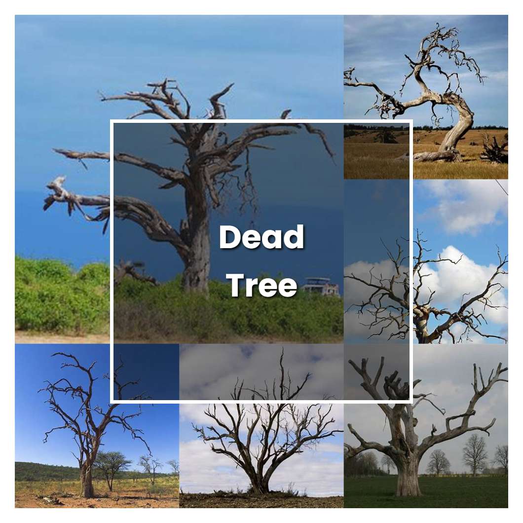 How to Grow Dead Tree Plant Care & Tips NorwichGardener