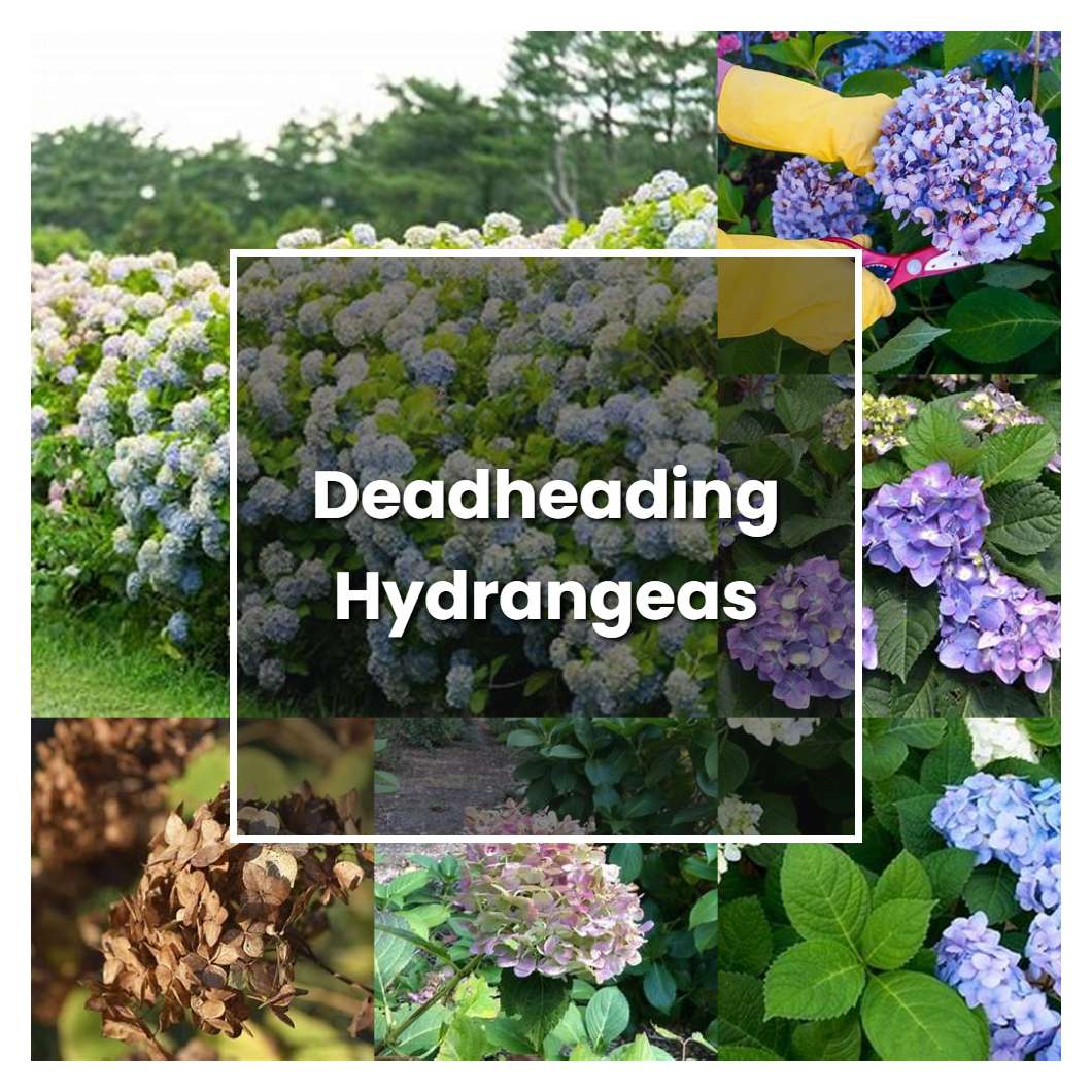 How to Grow Deadheading Hydrangeas - Plant Care & Tips