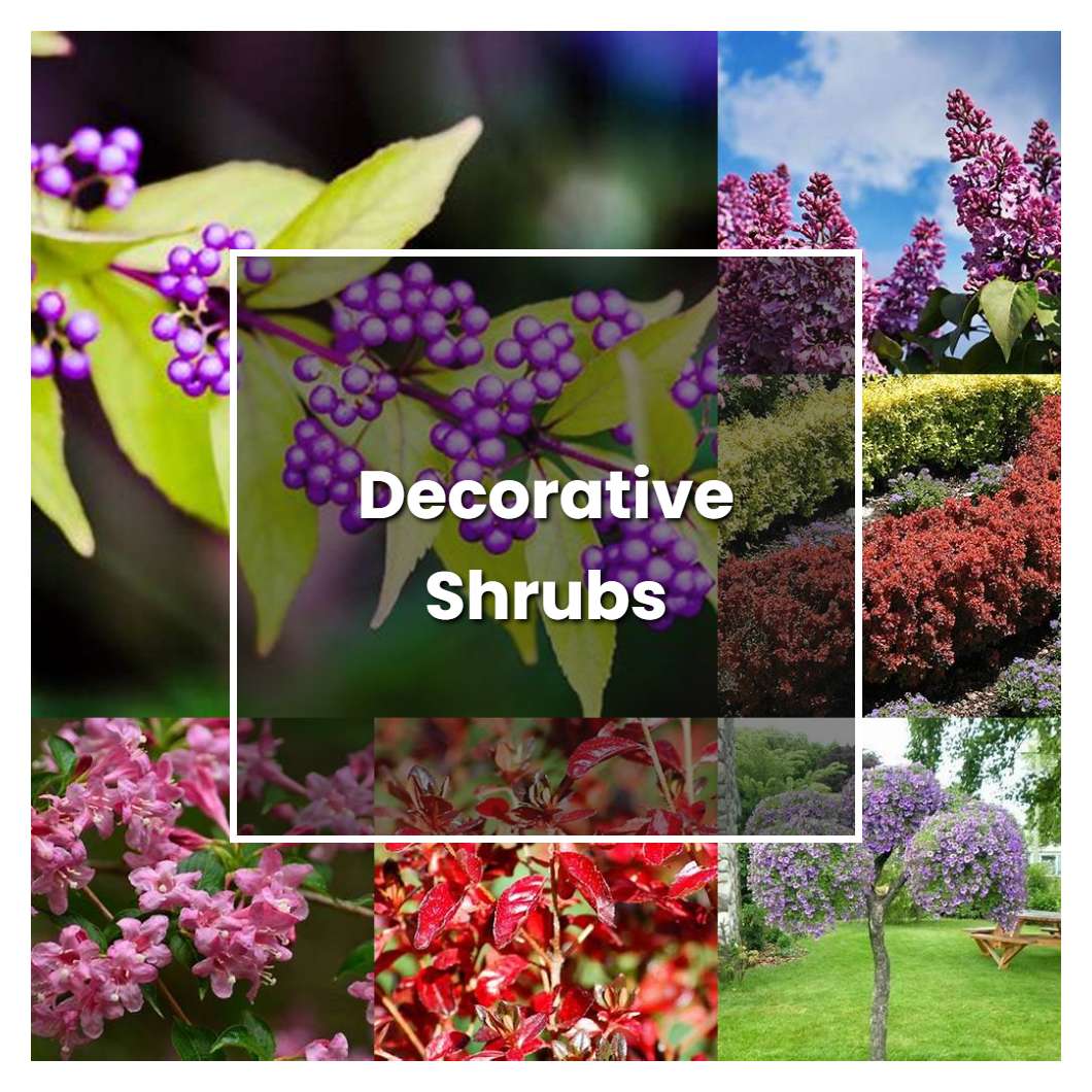 How to Grow Decorative Shrubs - Plant Care & Tips