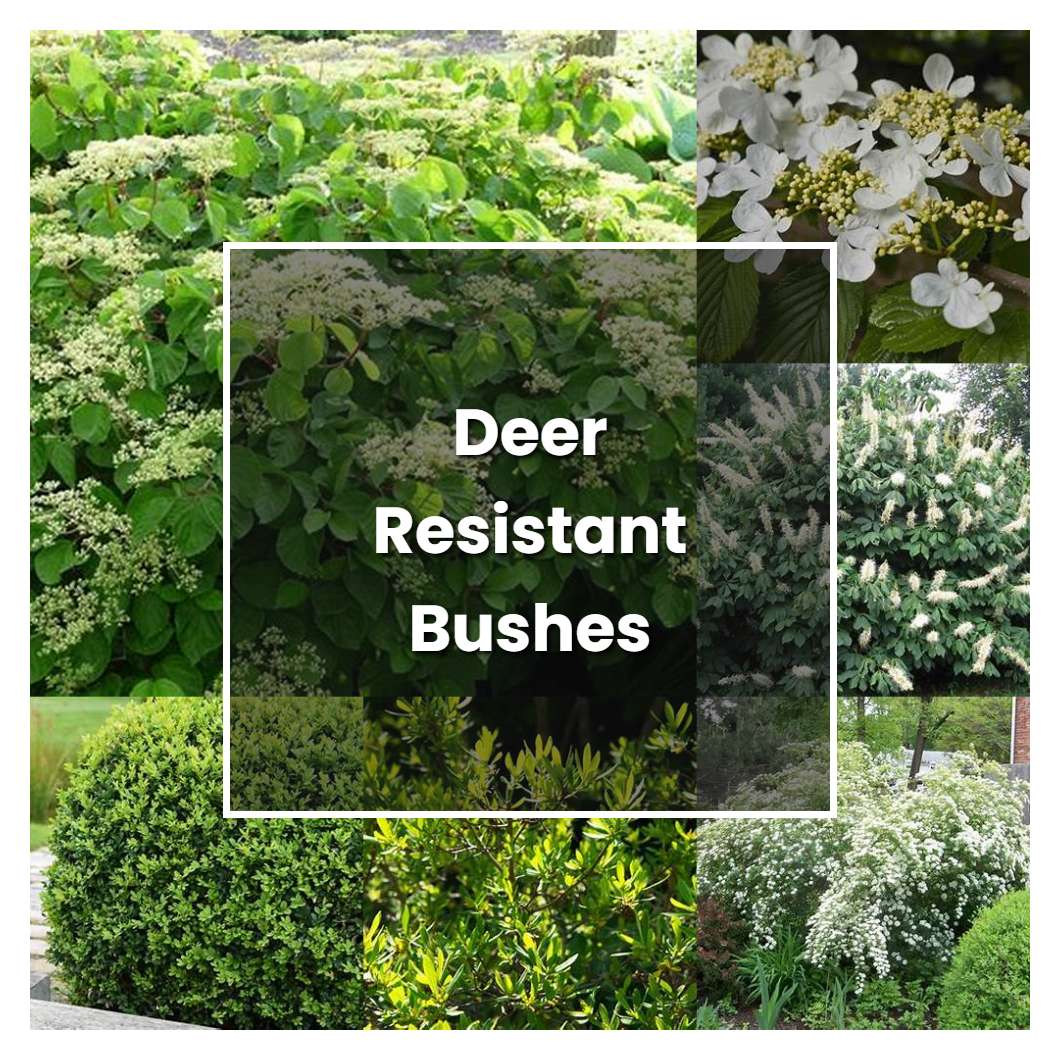 How to Grow Deer Resistant Bushes - Plant Care & Tips