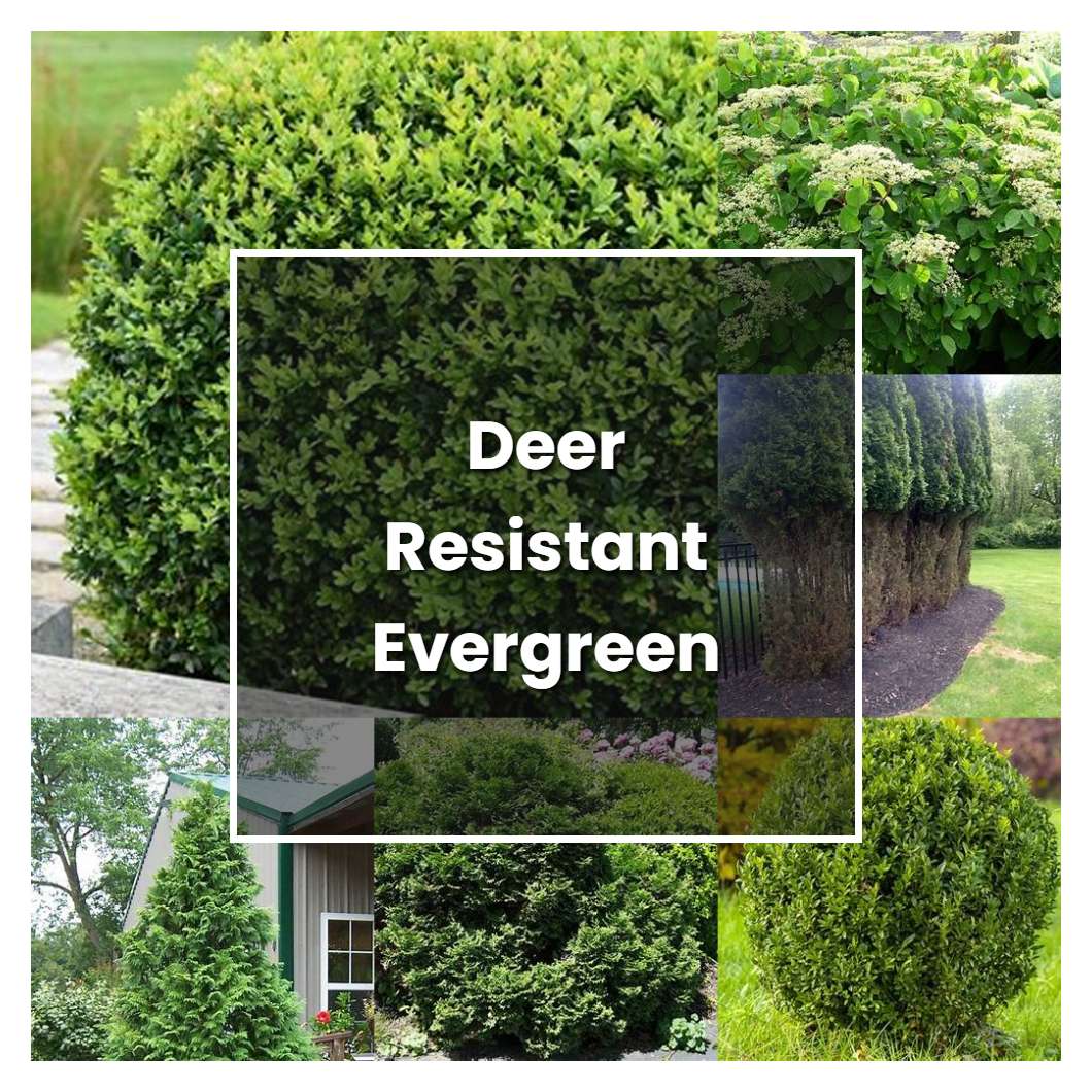How to Grow Deer Resistant Evergreen Shrubs - Plant Care & Tips