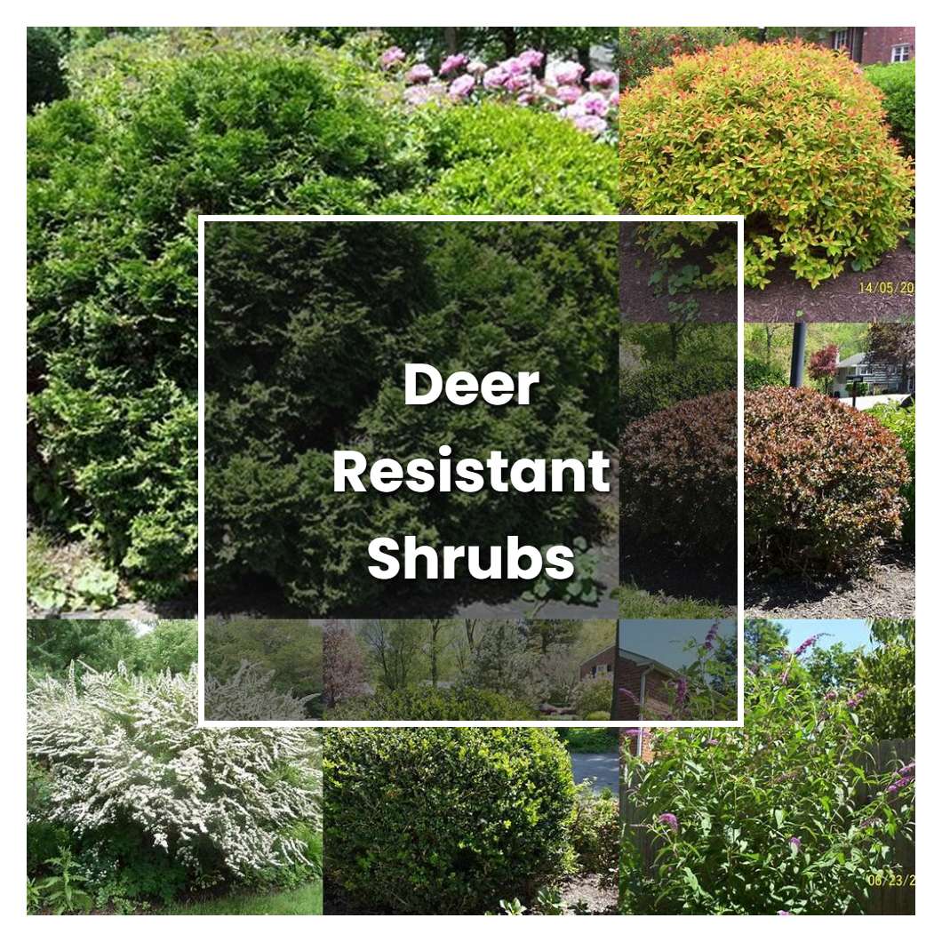 How to Grow Deer Resistant Shrubs Northeast - Plant Care & Tips