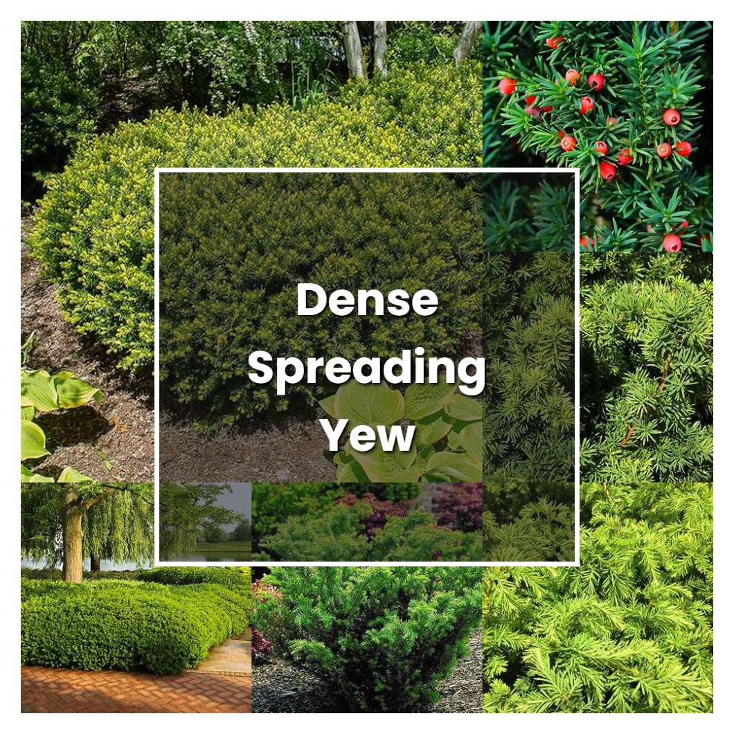 How to Grow Dense Spreading Yew - Plant Care & Tips