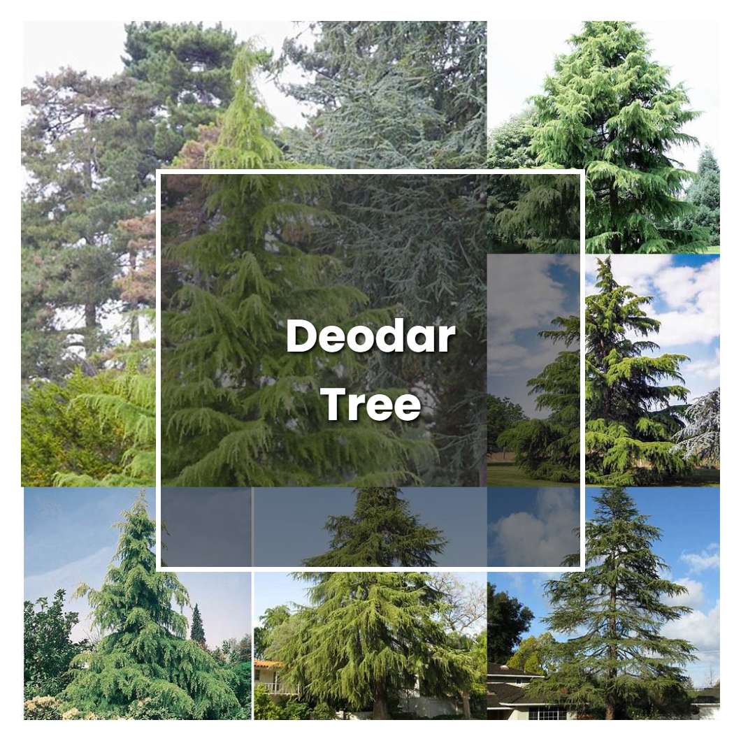 How to Grow Deodar Tree - Plant Care & Tips