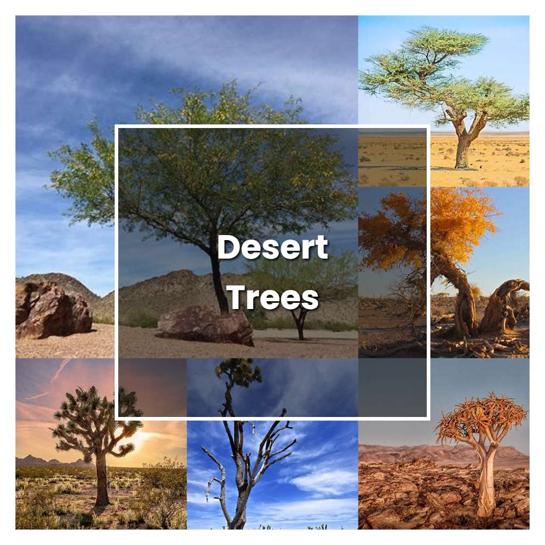 How to Grow Desert Trees - Plant Care & Tips