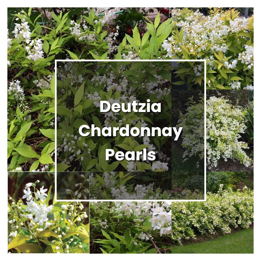 How to Grow Deutzia Chardonnay Pearls - Plant Care & Tips