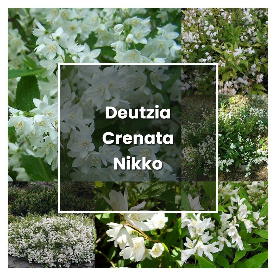How to Grow Deutzia Crenata Nikko - Plant Care & Tips