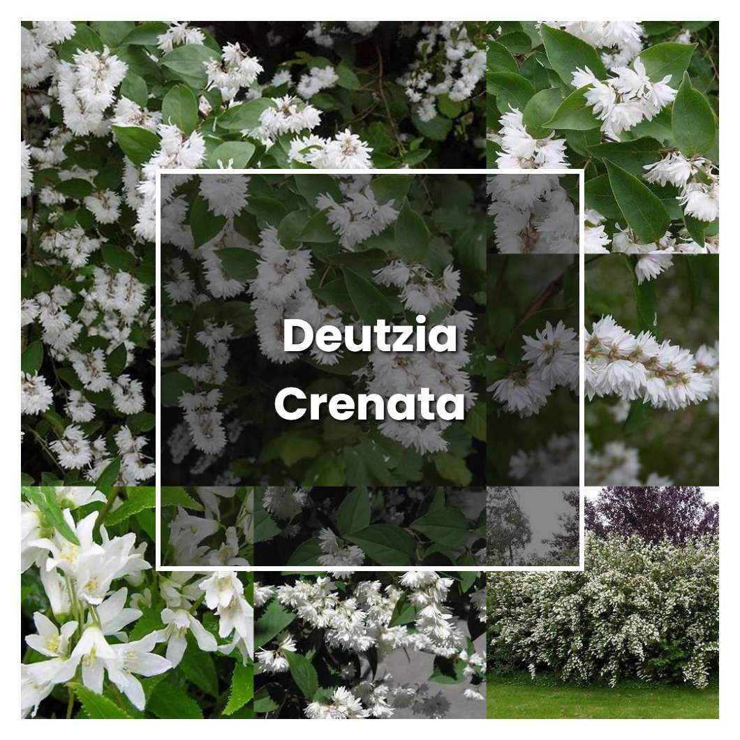 How to Grow Deutzia Crenata - Plant Care & Tips