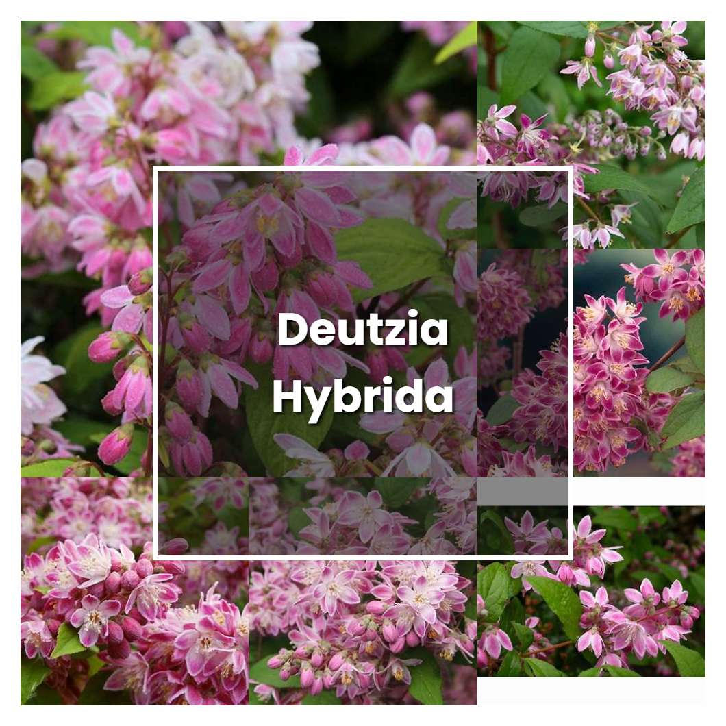 How to Grow Deutzia Hybrida - Plant Care & Tips