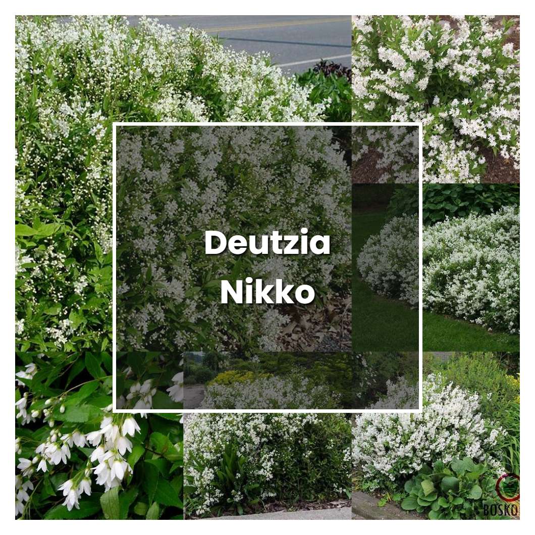How to Grow Deutzia Nikko - Plant Care & Tips